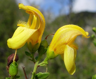 Keckiella antirrhinoides