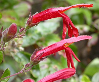 Keckiella cordifolia