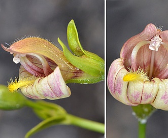 Keckiella lemmonii