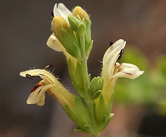 Keckiella rothrockii