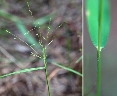 Kellochloa verrucosa