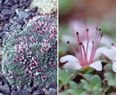 Kelseya uniflora