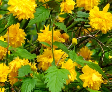 Kerria japonica