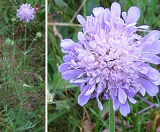 Knautia arvensis