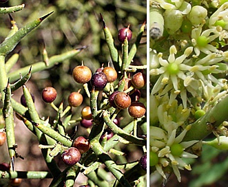 Koeberlinia spinosa