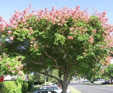 Koelreuteria elegans