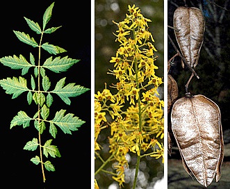 Koelreuteria paniculata