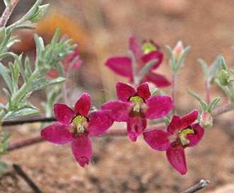 Krameria lanceolata