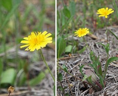 Krigia cespitosa