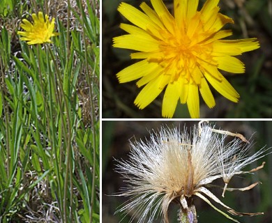 Krigia dandelion