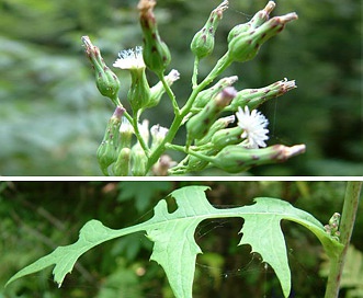 Lactuca biennis