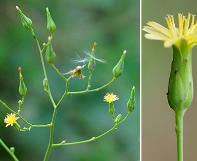 Lactuca canadensis