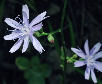 Lactuca floridana