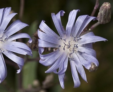 Lactuca oblongifolia