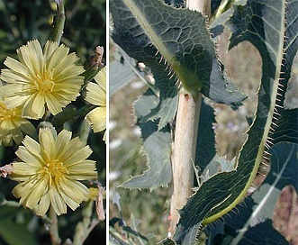 Lactuca serriola