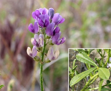 Ladeania lanceolata