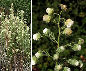 Laennecia coulteri