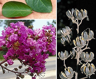 Lagerstroemia indica