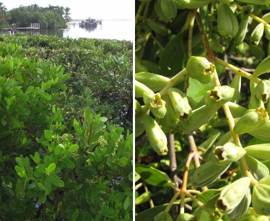 Laguncularia racemosa