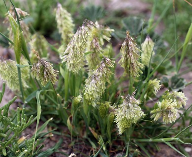 Lamarckia aurea