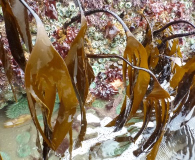 Laminaria setchellii