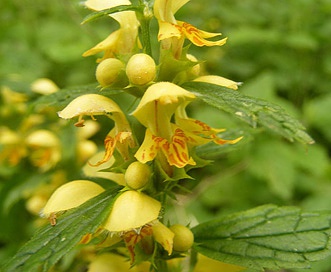 Lamium galeobdolon