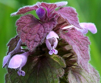 Lamium purpureum