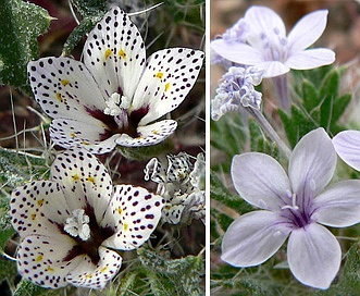 Langloisia setosissima