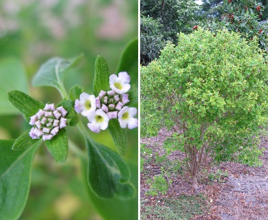 Lantana involucrata