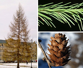 Larix decidua