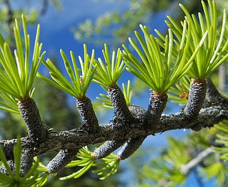 Larix occidentalis