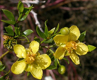 Larrea tridentata