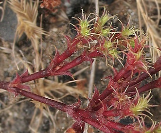 Lastarriaea coriacea