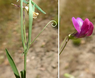 Lathyrus angulatus