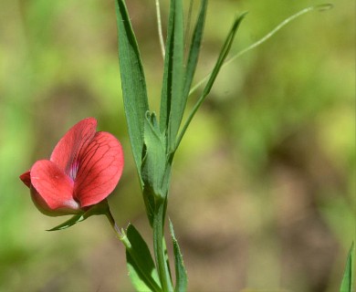 Lathyrus cicera