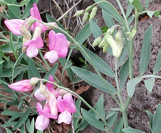 Lathyrus eucosmus