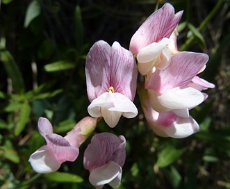 Lathyrus laetivirens