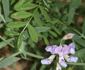 Lathyrus lanszwertii