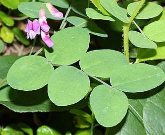 Lathyrus nevadensis