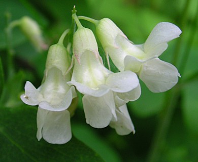 Lathyrus ochroleucus