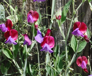 Lathyrus odoratus