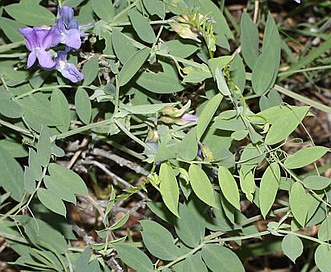 Lathyrus pauciflorus