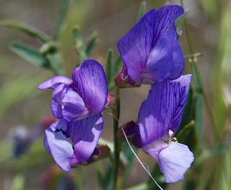 Lathyrus polymorphus