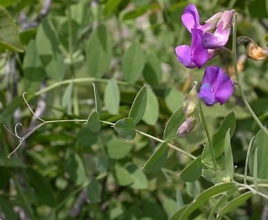 Lathyrus polyphyllus