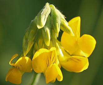 Lathyrus pratensis