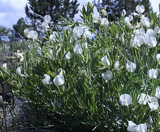 Lathyrus rigidus