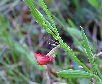 Lathyrus sphaericus