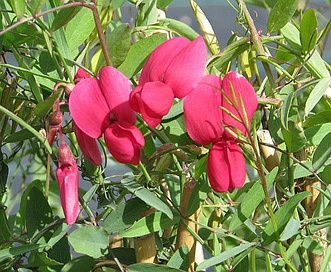 Lathyrus splendens