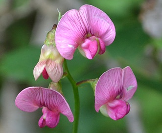 Lathyrus sylvestris