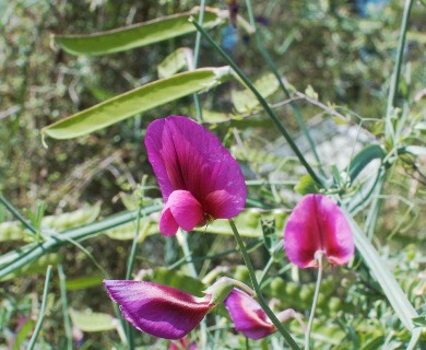 Lathyrus tingitanus